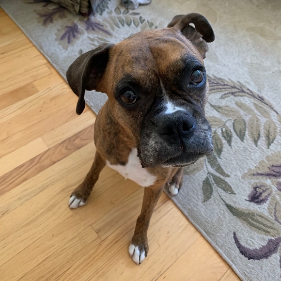 Meet your Posher, Riley - Picture 4 of 4